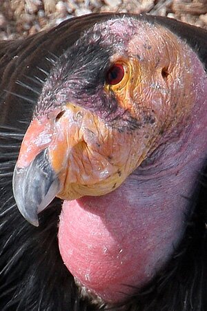 Californian Condor